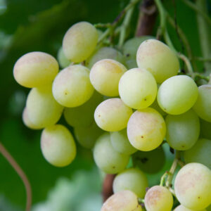 আঙ্গুর কম্ব প্যাকেজ ( 5 টি বিদেশি আঙ্গুর চারা)